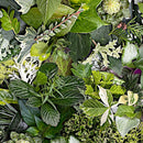 Wide quilt backing fabric with various green foliage and leaves, including textured, variegated, and delicate plant species.