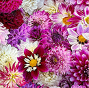 Sample Swatch of 108" Razzle Wide Quilt Back Purple/Multi