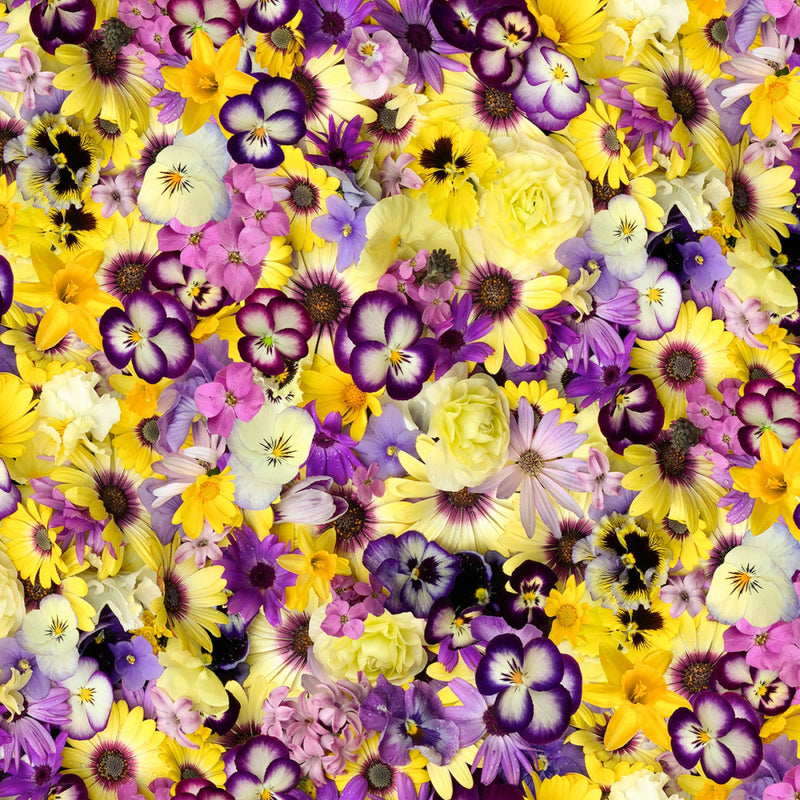 108" Hand Picked - First Light Wide Quilt Back Yellow/Purple